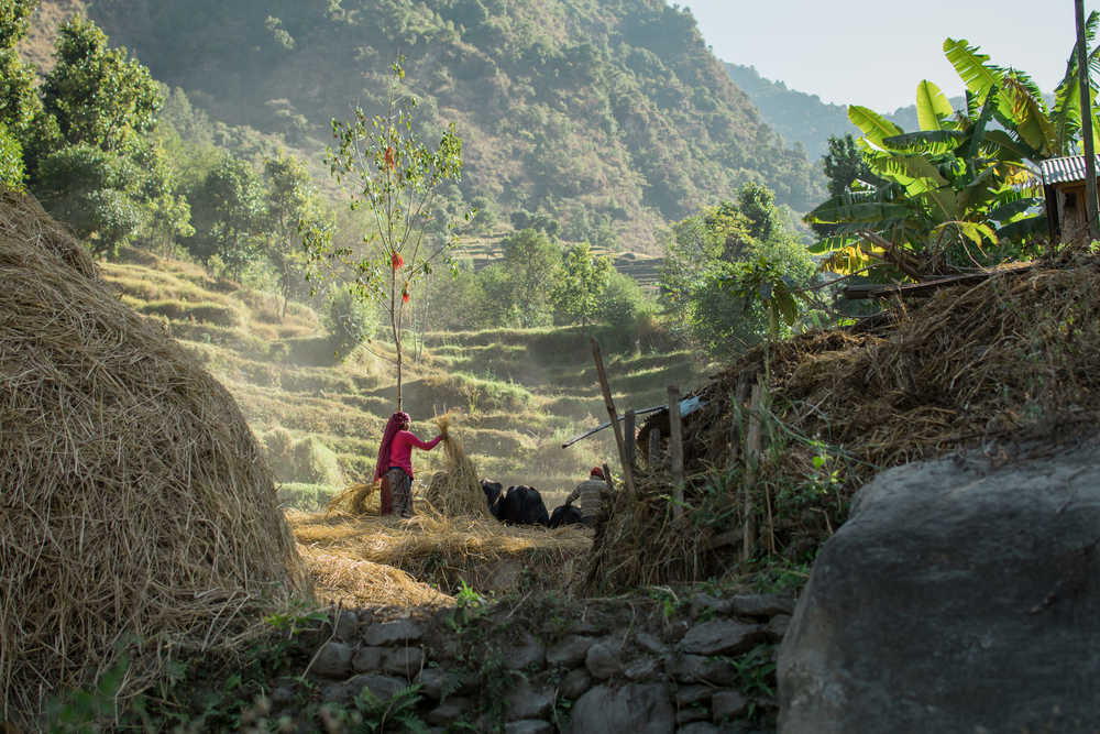 Jeune femme travaillant dans les rizières au Népal