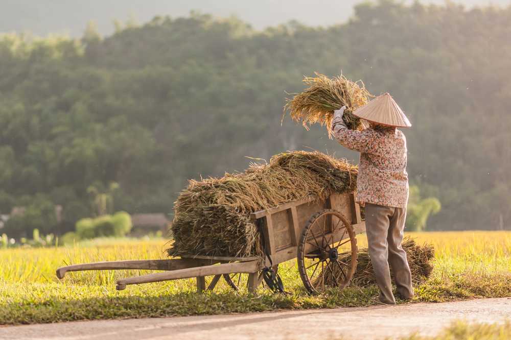 Jeune femme travaillant dans les rizières de Mai Chau au Vietnam