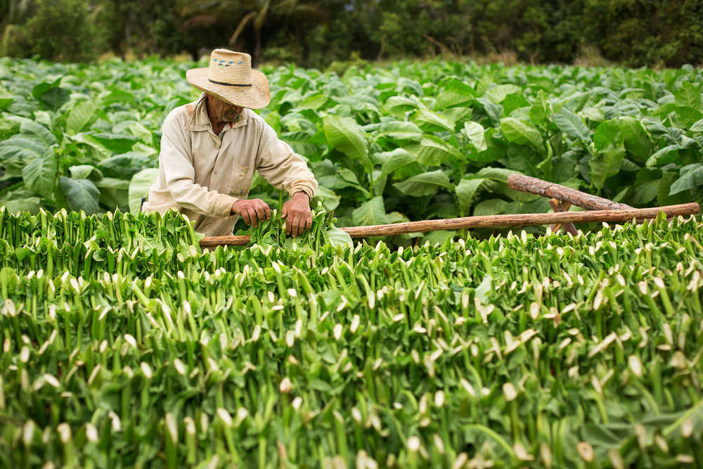 Jeune homme travaillant dans les plantation de tabac à Cuba