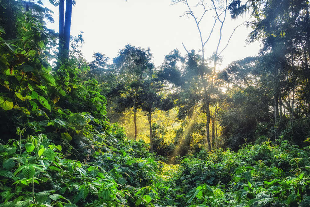 Jungle en ouganda au levé du soleil