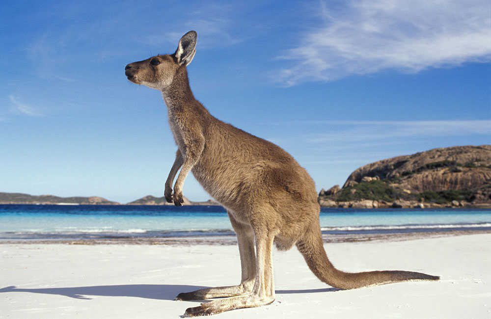 kangourou en bord de plage