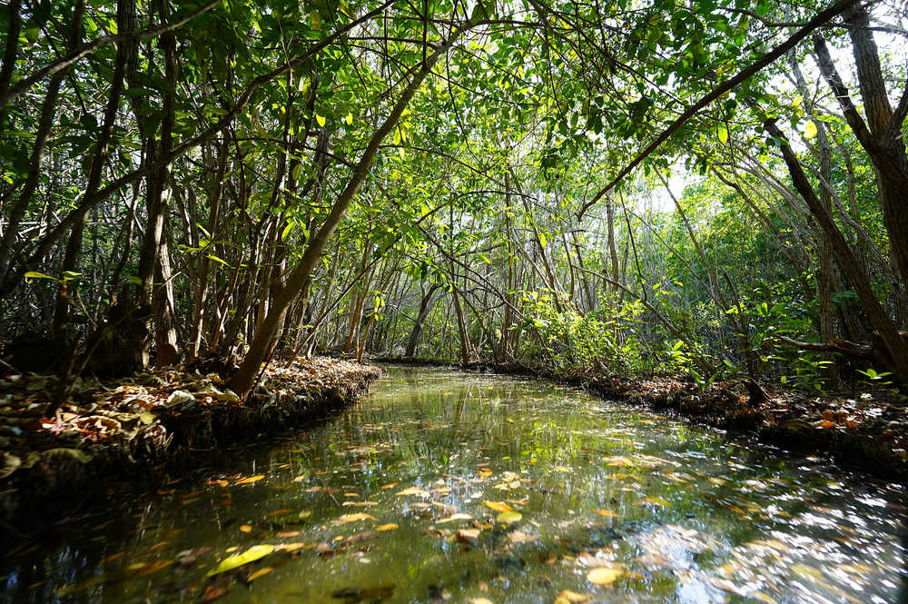 Kayak dans les mangroves de Holbox au Mexique