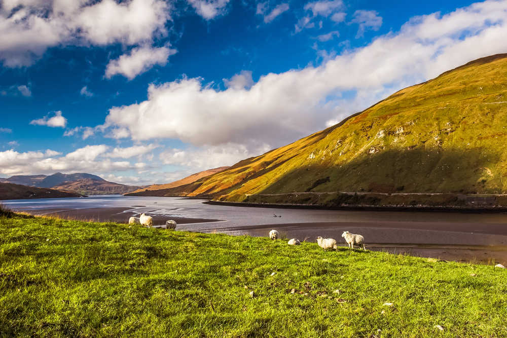 Killary Fjord avec moutons qui broutent  Irlande