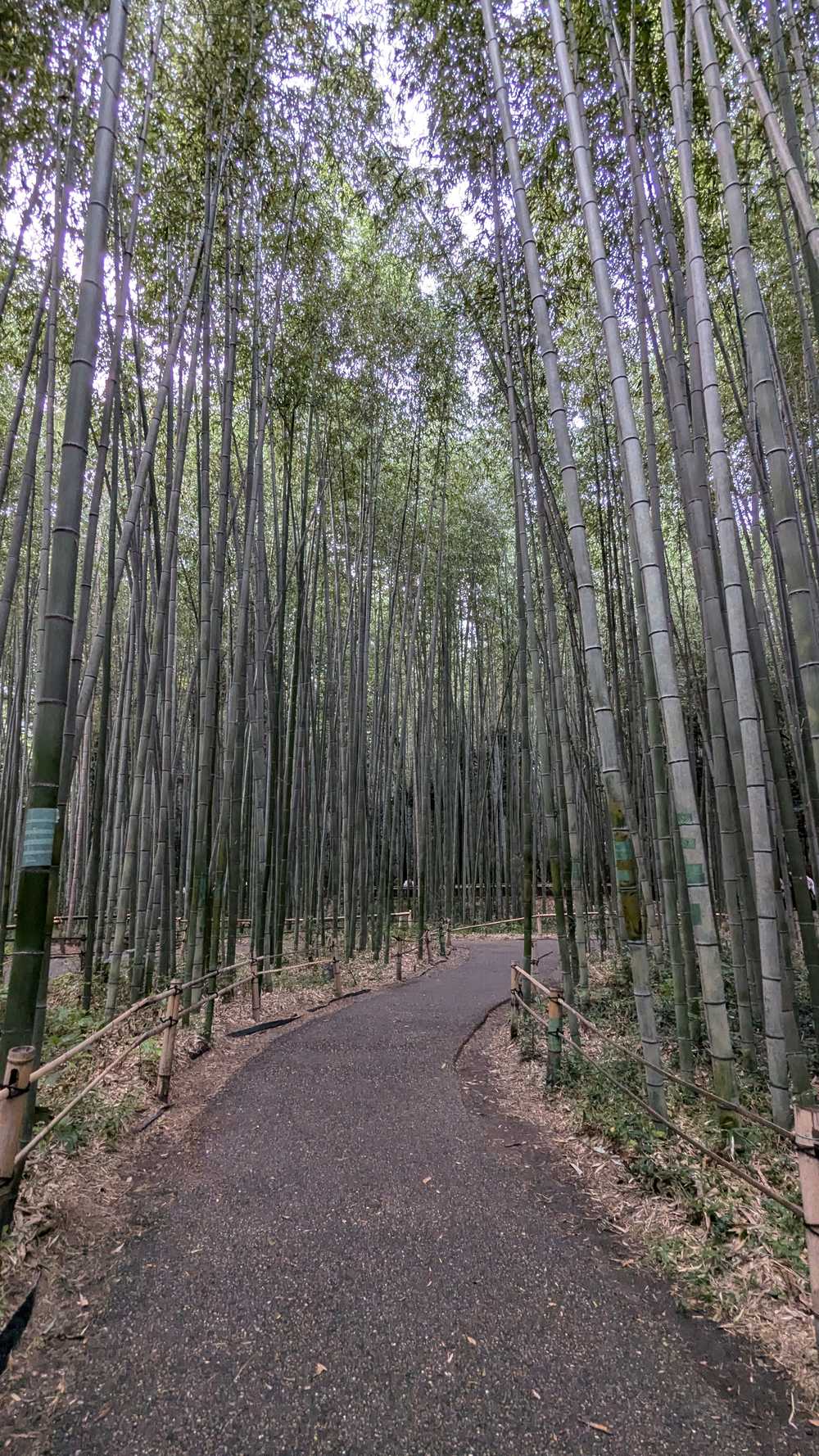 Kyoto Arashiyama