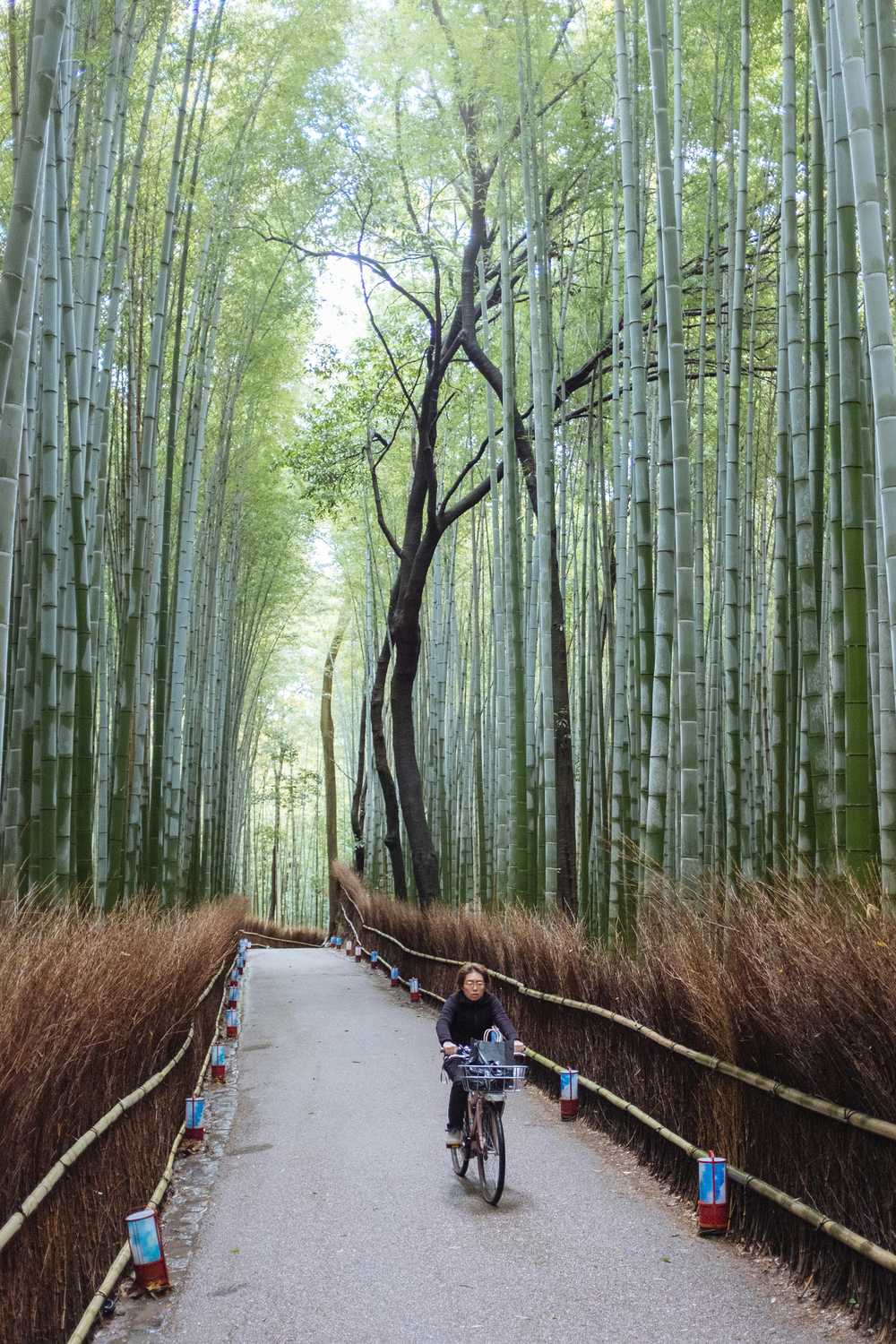 Kyoto Arashiyama forêt de bambous