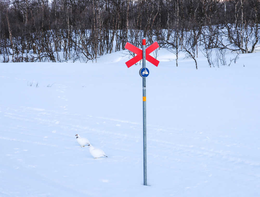 La Kungsleden en hiver