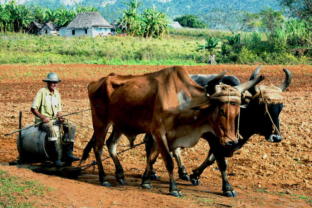 Labourage du champs par un cubain et ses bœufs