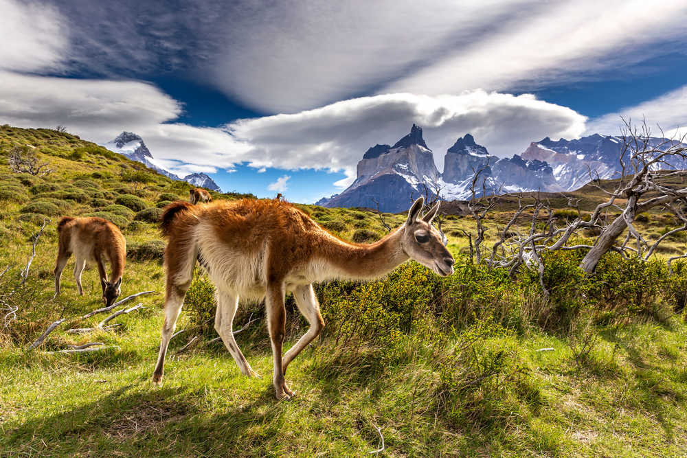 Lama dans le parc national tours du Paine en Patagonie