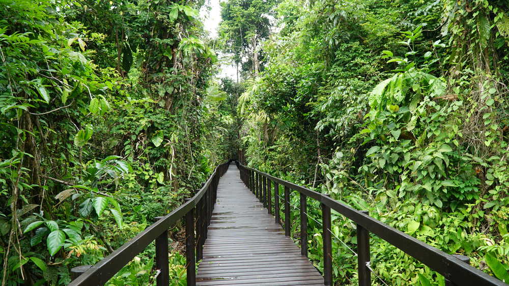 le pont de la jungle du parc national de Cahuita au Costa Rica