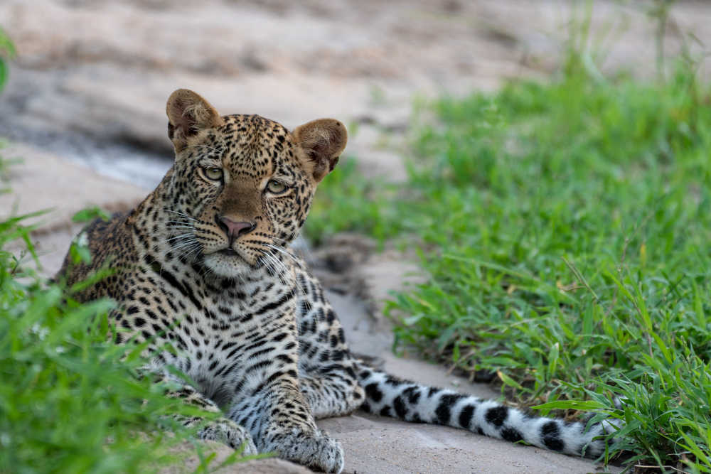 Léopard dans le parc de Nyere en Tanzanie
