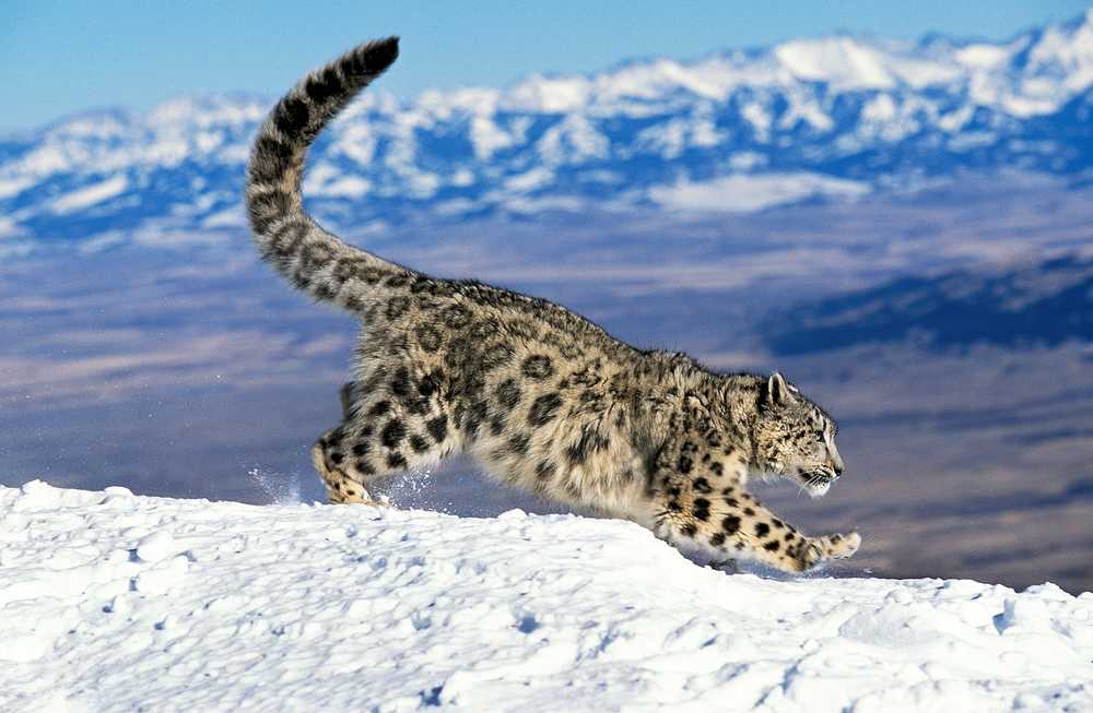 Léopard des neiges dans les montagnes