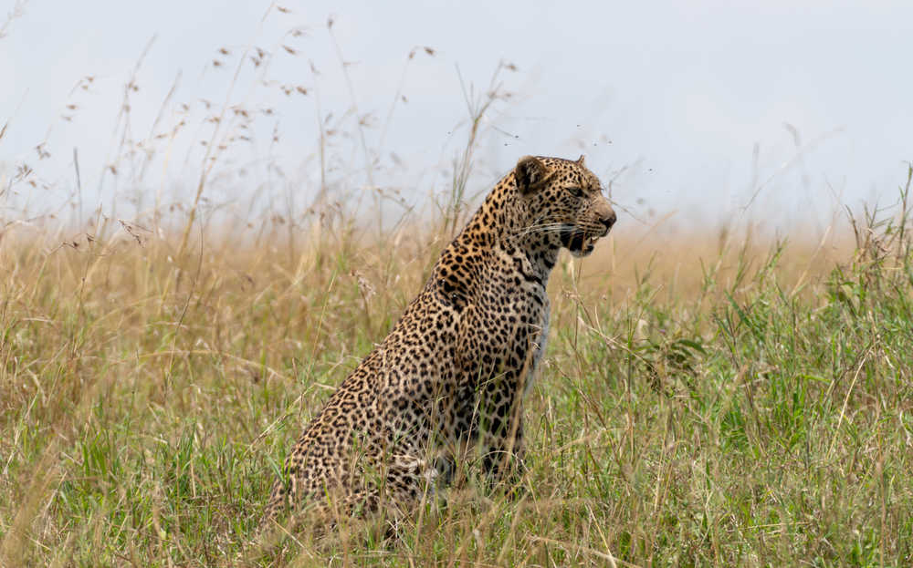 Léopard prêt pour une chasse lors d'un safari au Kenya