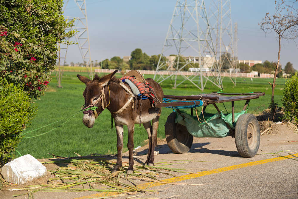 Les ânes en Egypte, un moyen de transport