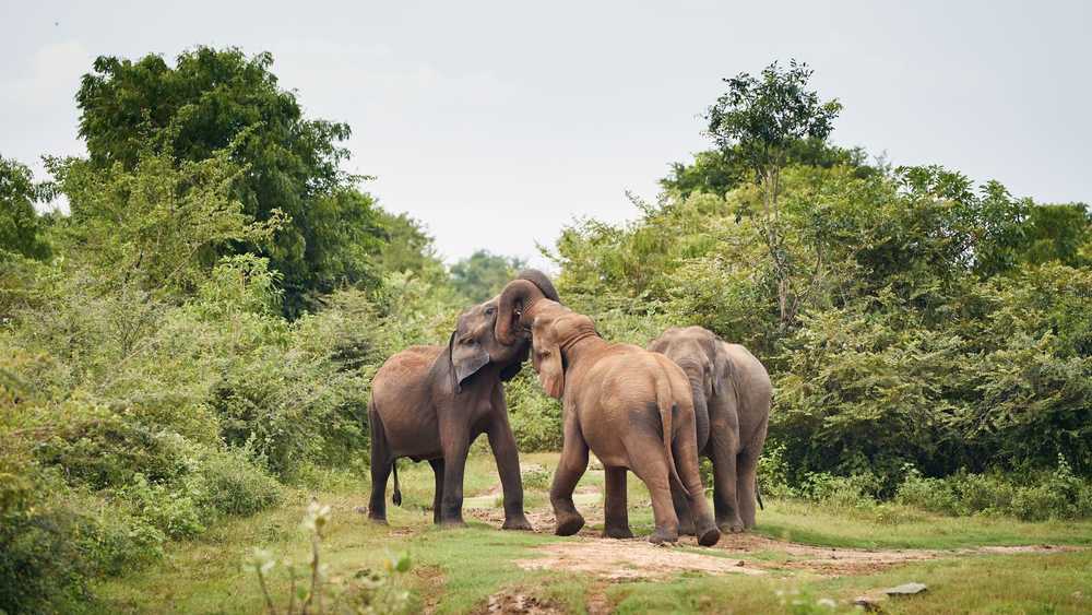 Les elephants dans le parc national de Uda Walawe au Sri Lanka