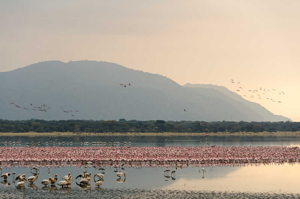 Les flamants roses  au lac Manyara en Tanzanie