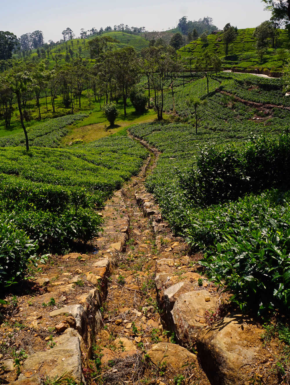 Les plantations de thé du Lipton Seat au Sri Lanka