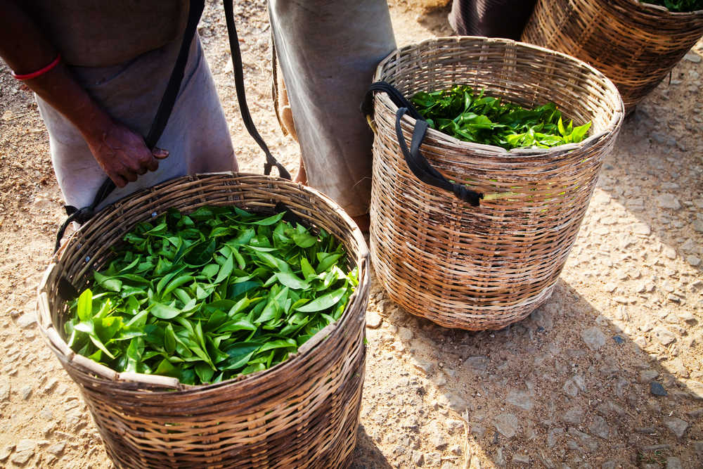 Les récoltes de plantations de thé de Nuwara Eliya au Sri Lanka
