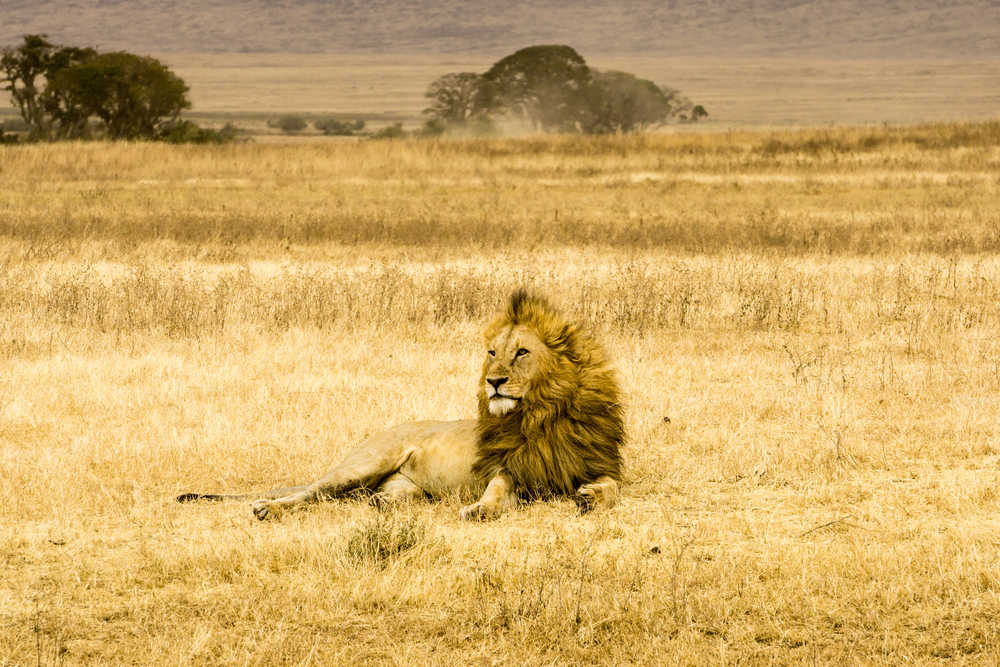 Lion dans la savane du parc du Ngorongoro en Tanzanie
