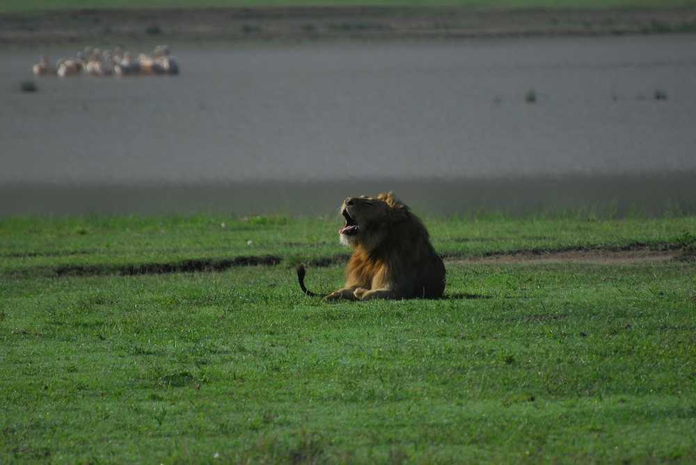 Lion dans le cratère de Ngorongoro