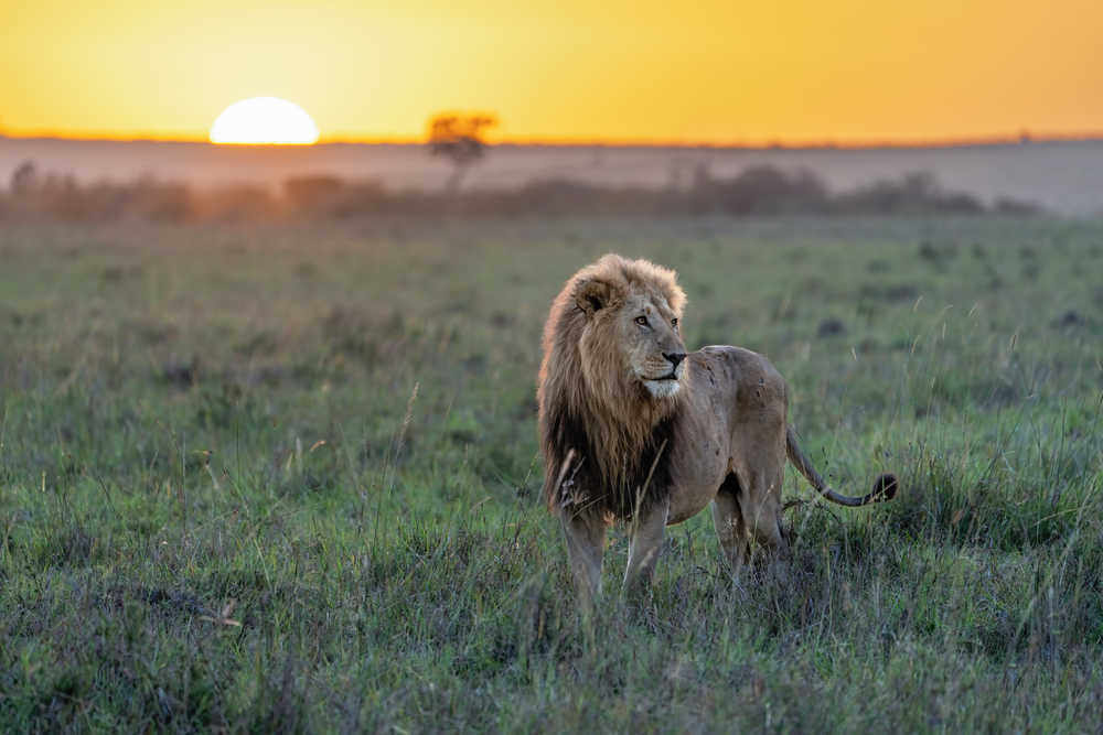 lion mâle majestueux dans l'herbe au lever du soleil Kenya
