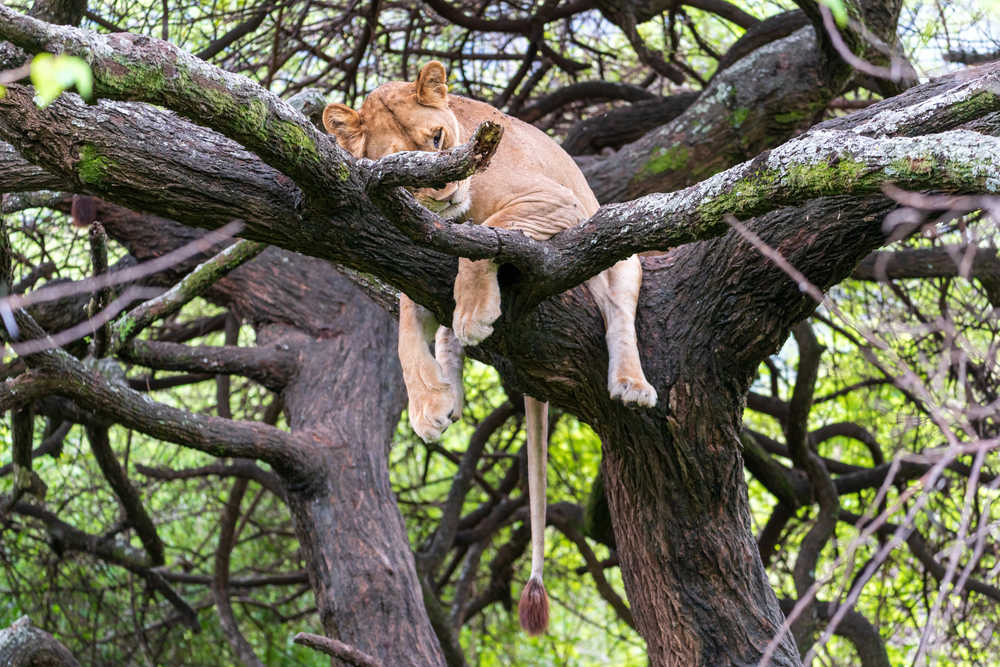 Lionne dormant dans un arbre dans le parc national du lac Manyara Tanzanie