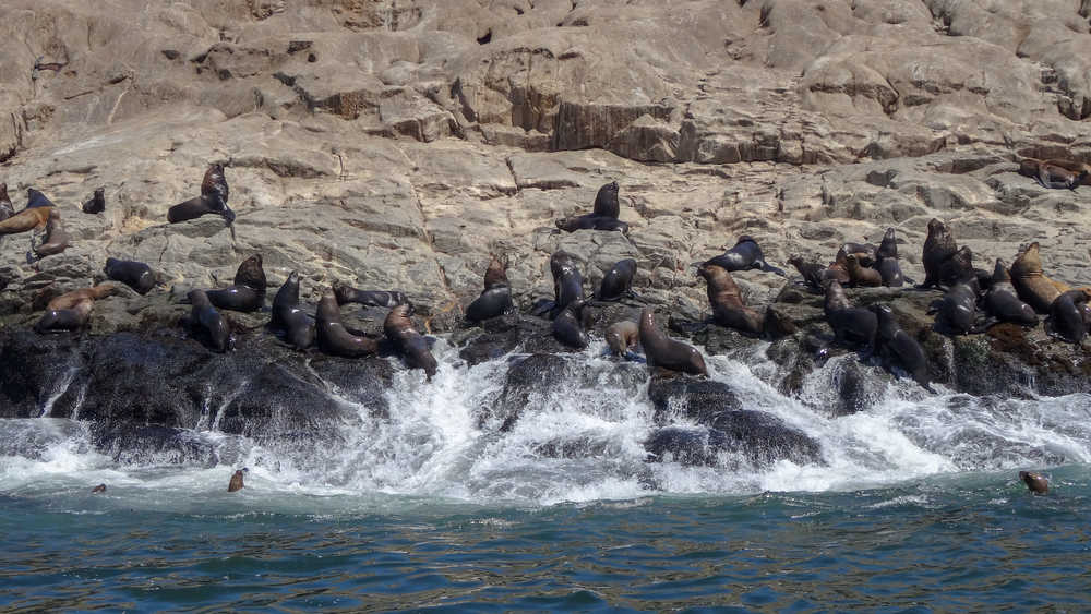 Lions de mer sur les îles Palominos au Pérou