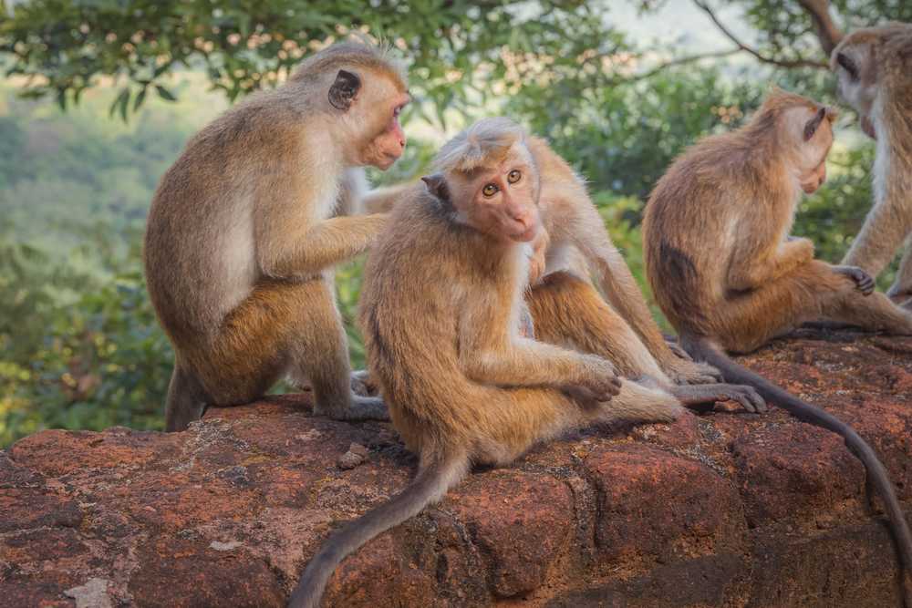 Macaques à toques, singe emblématique du Sri Lanka
