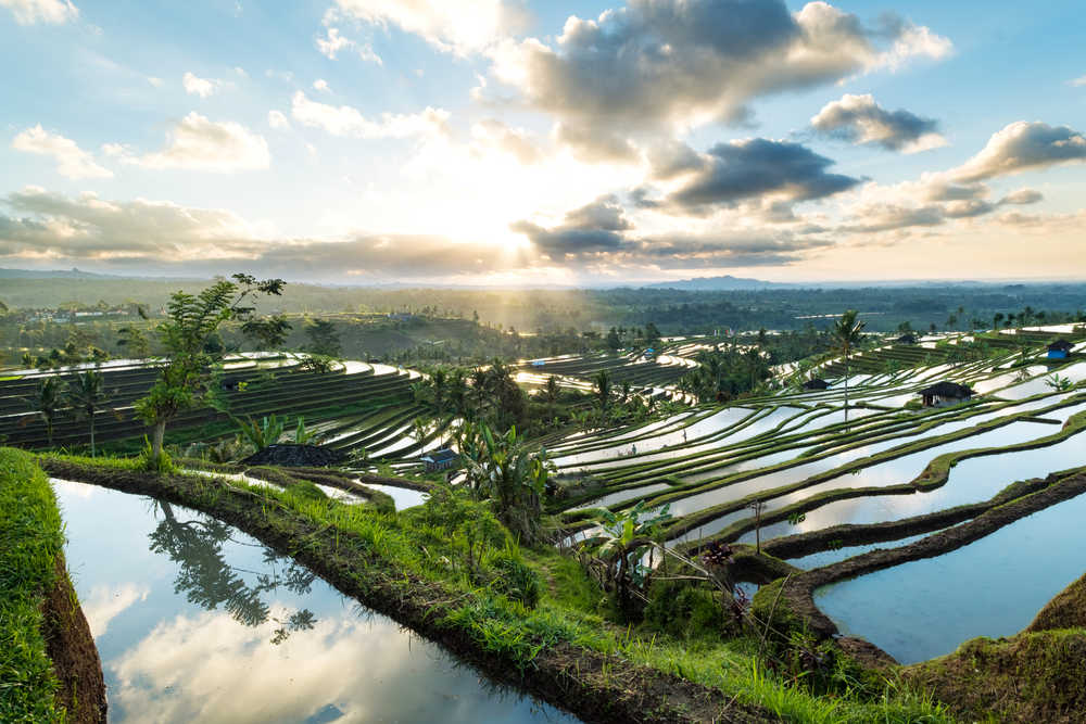 Magnifique lever de soleil sur les rizières en terrasses de Jatiluwih à Bali, Indonésie