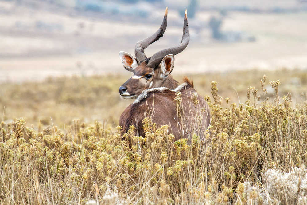 Male dominant nyala dans le parc national du mont Bale
