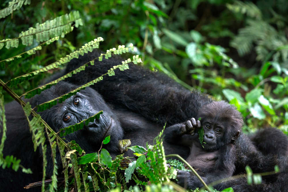 Maman gorille et son bébé dans la forêt au Rwanda Kenya