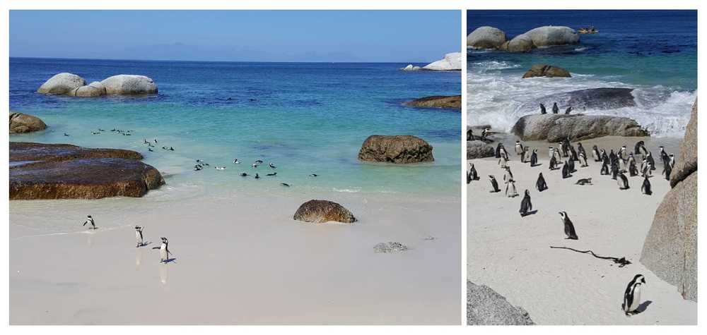 manchots-sur-la-plage-des-boulders
