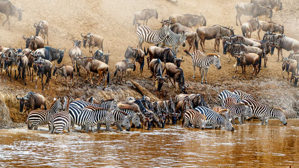 Masai Mara la migration