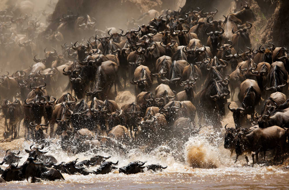 Masai Mara migration de gnous