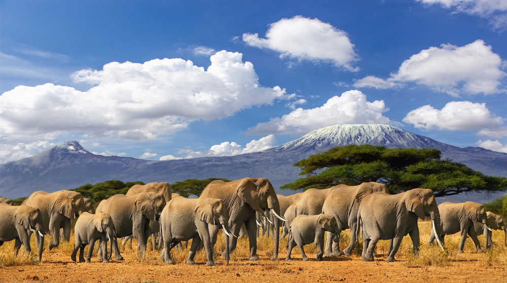 Masai Mara migration des éléphants