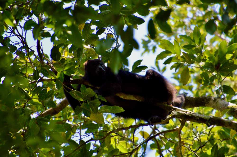 Mexique El Mirador singe