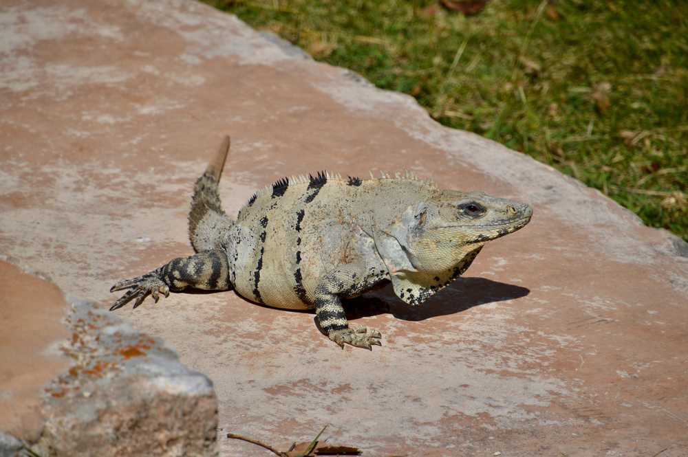 Mexique Uxmal Iguane