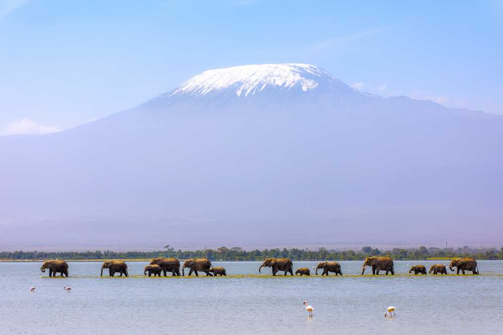 Mont Kilimandjaro avec un troupeau d'éléphants traversant le premier plan. Parc national d'Amboseli, Kenya.