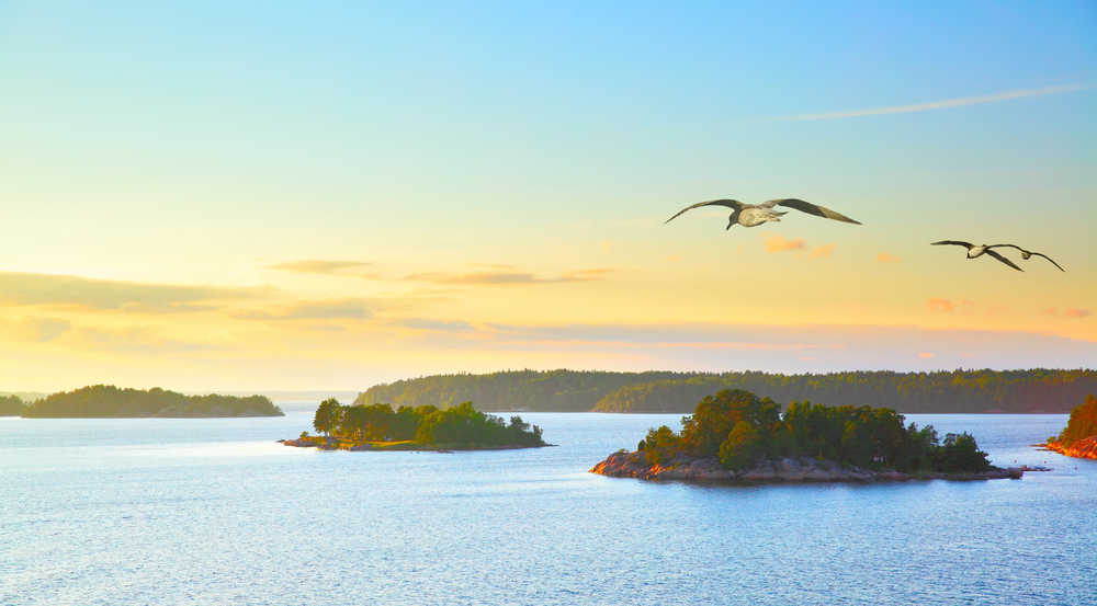 Mouettes volant au-dessus des îles de l'archipel de Stockholm