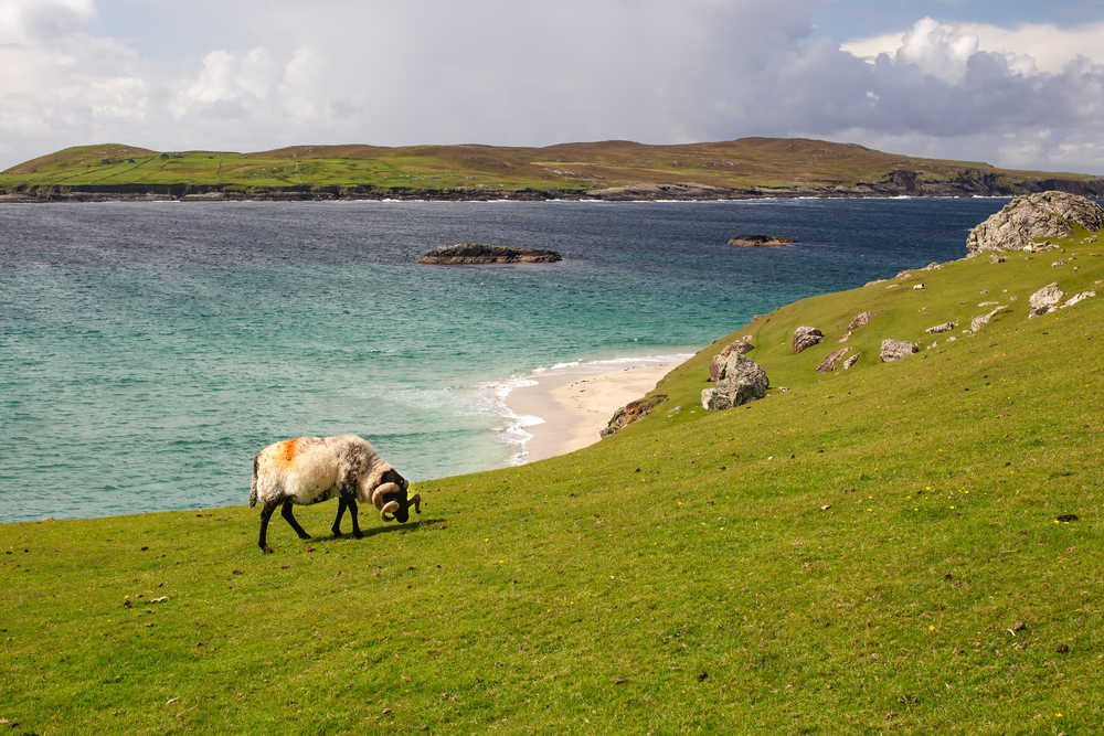 Mouton et paysage de l'île Inishbofin, Irlande