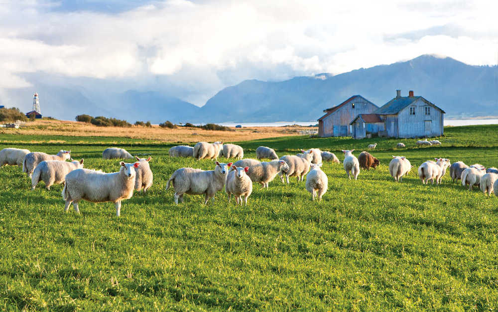 Moutons du Connemara en Irlande