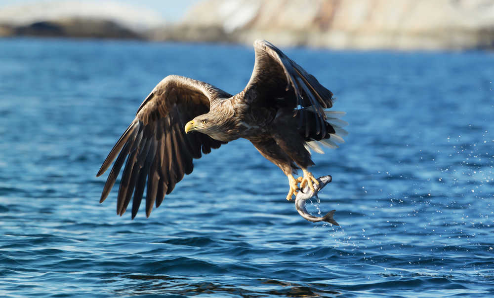 Norvège aigle de mer
