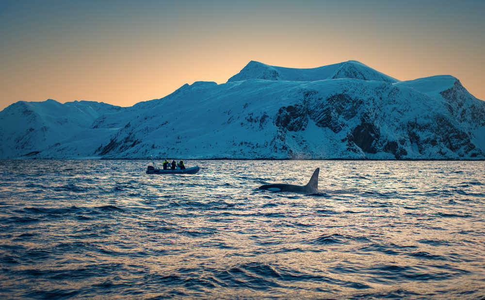 Norvège Tromsø baleine groupe