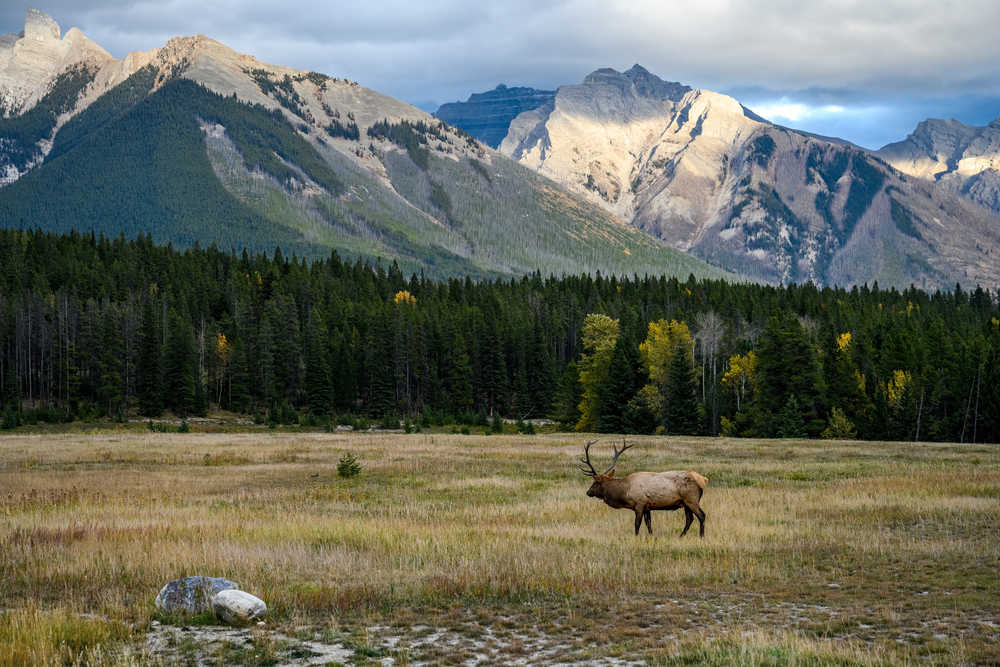 Observation de la faune de Jasper Canada