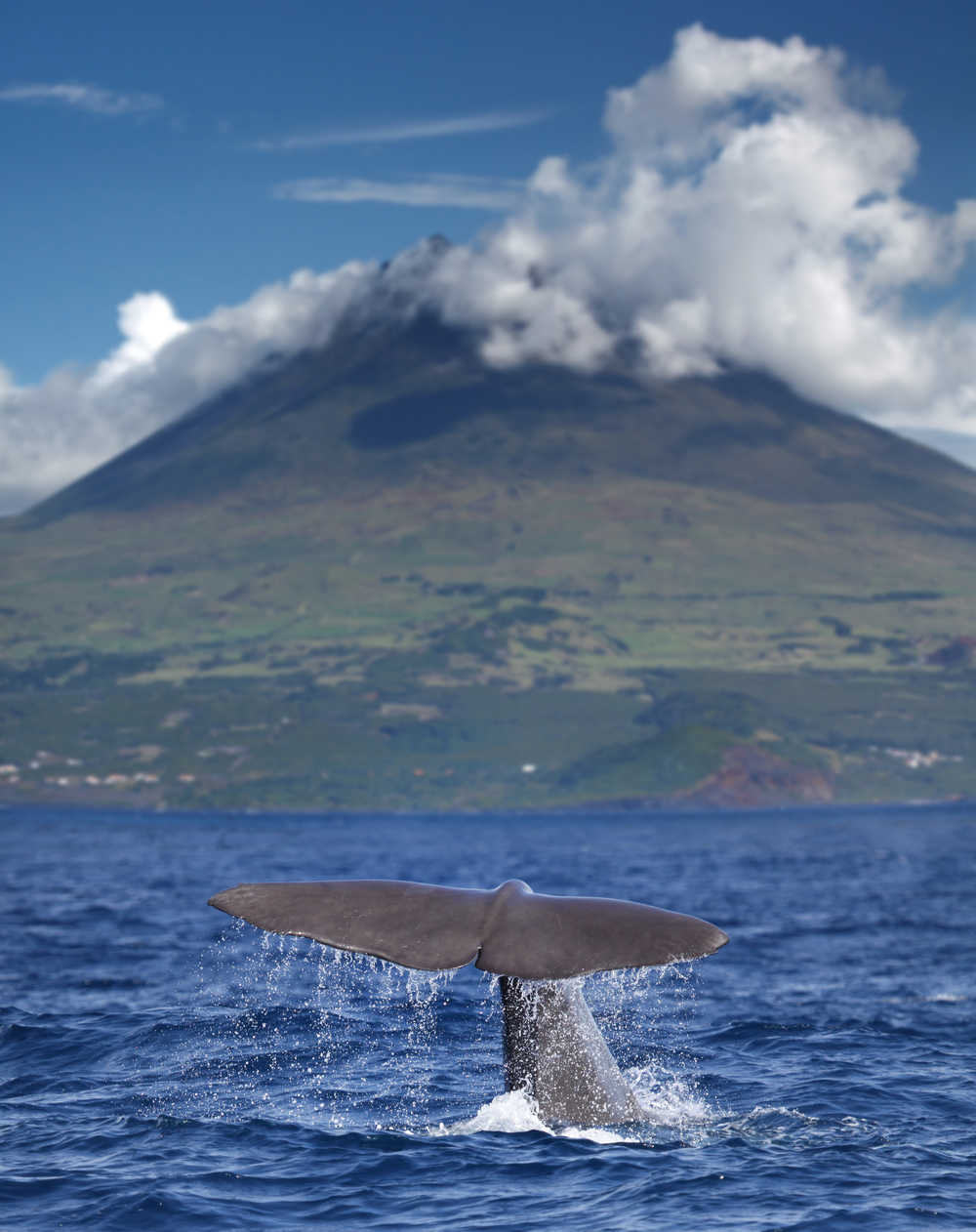 Observation des baleines Açores