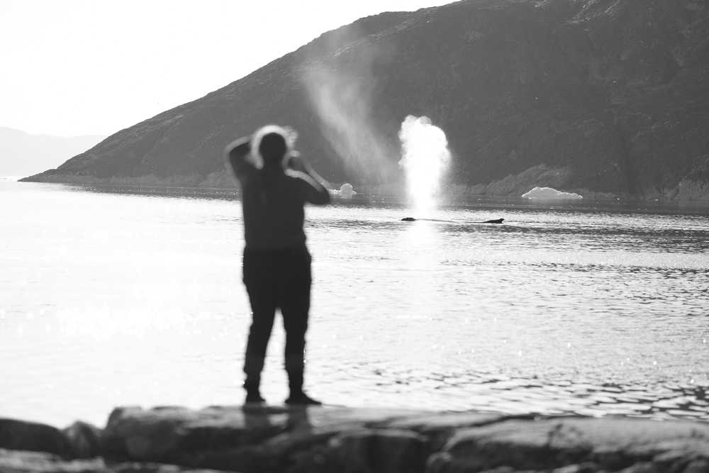 Observation des baleines au Groenland