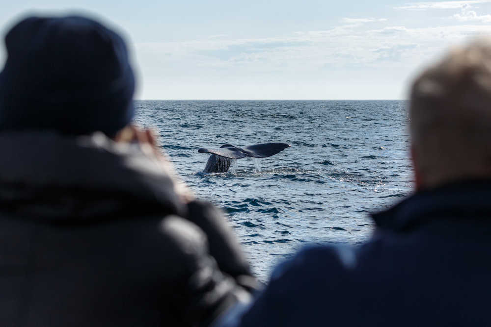 Observation des baleines en Norvège