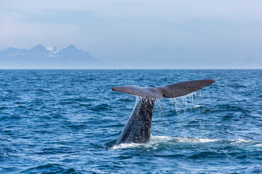 Observation des baleines en Norvège