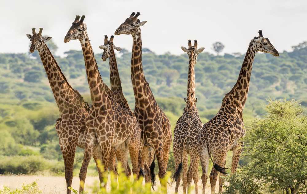 Observation des girafes dans le parc national de Tarangire en Tanzanie
