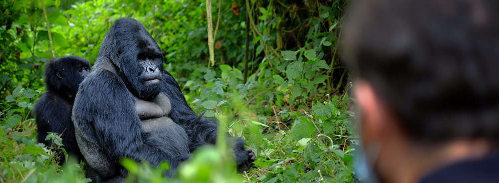 Observation d'un gorille en Ouganda