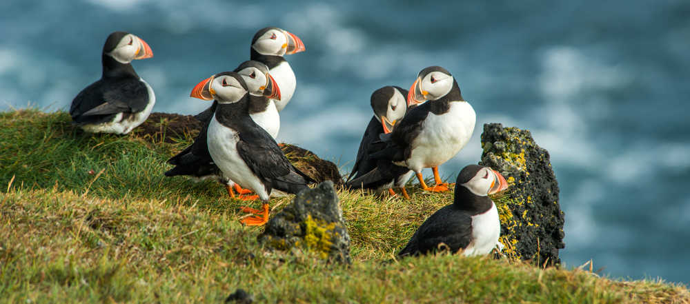 Oiseaux clown macareux en islande